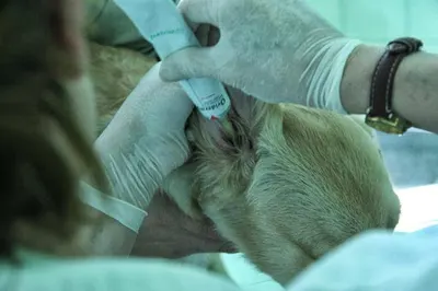 Specjalistyczna Przychodnia Weterynaryjna J.Zenkner T.Ratkowski S.C.